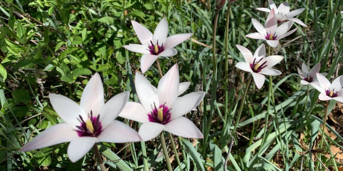 Spring flowers